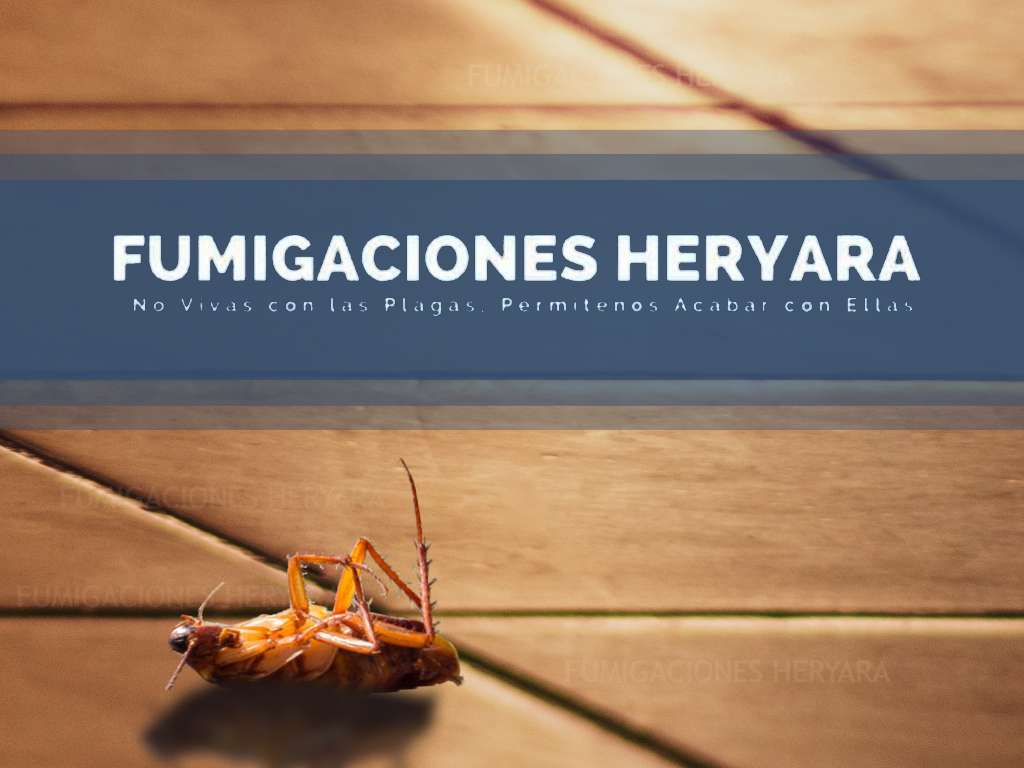 piso cucaracha fumigaciones heryarar